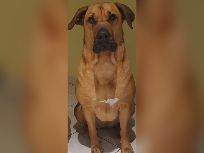 Boerboel mix Welpen