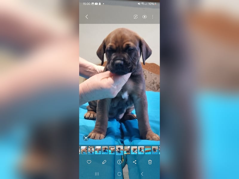 Boerboel mix Welpen