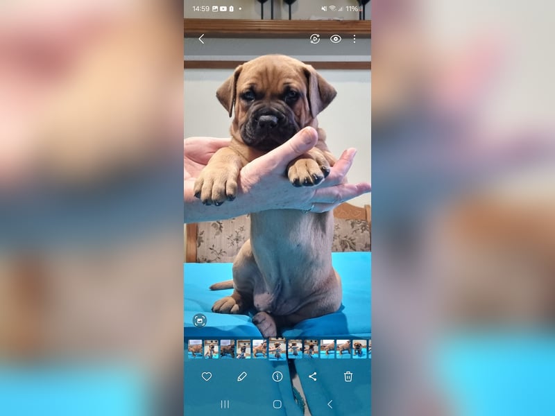 Boerboel mix Welpen