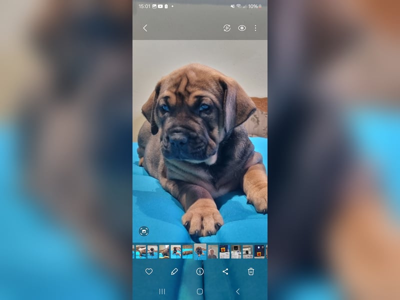 Boerboel mix Welpen