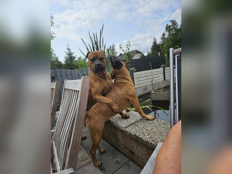 Boerboel mix Welpen
