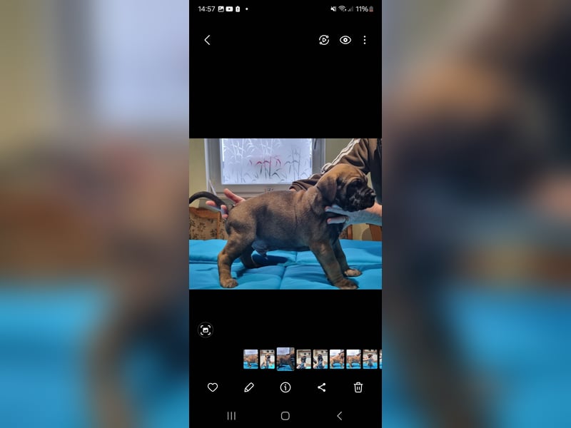 Boerboel mix Welpen