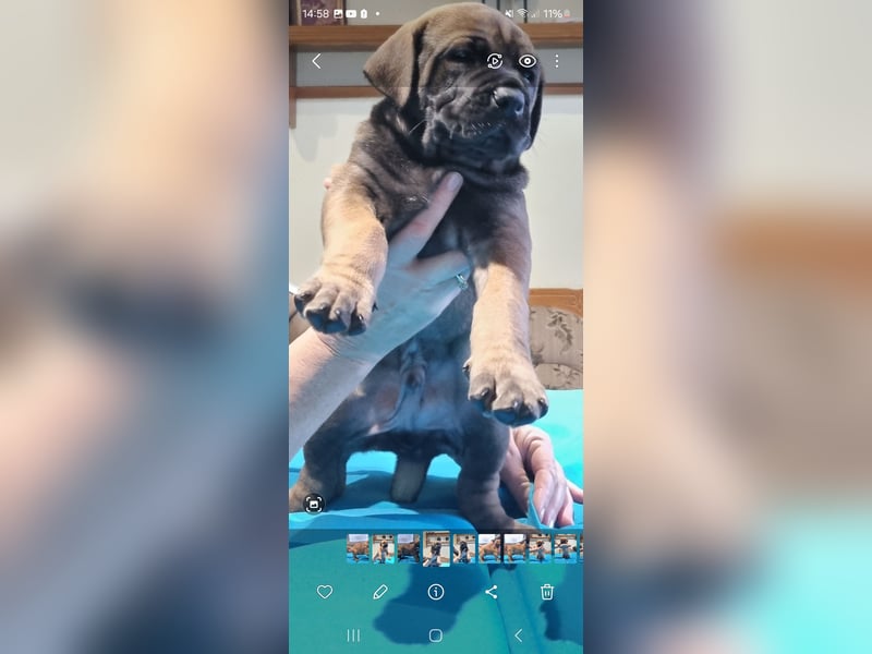 Boerboel mix Welpen