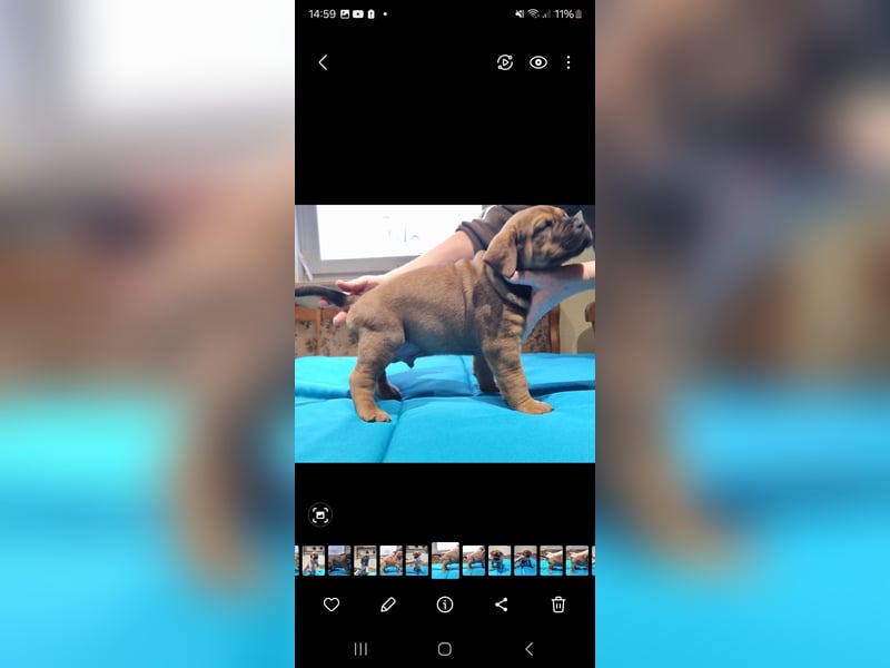 Boerboel mix Welpen