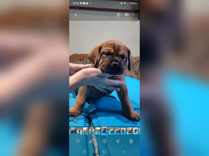 Boerboel mix Welpen