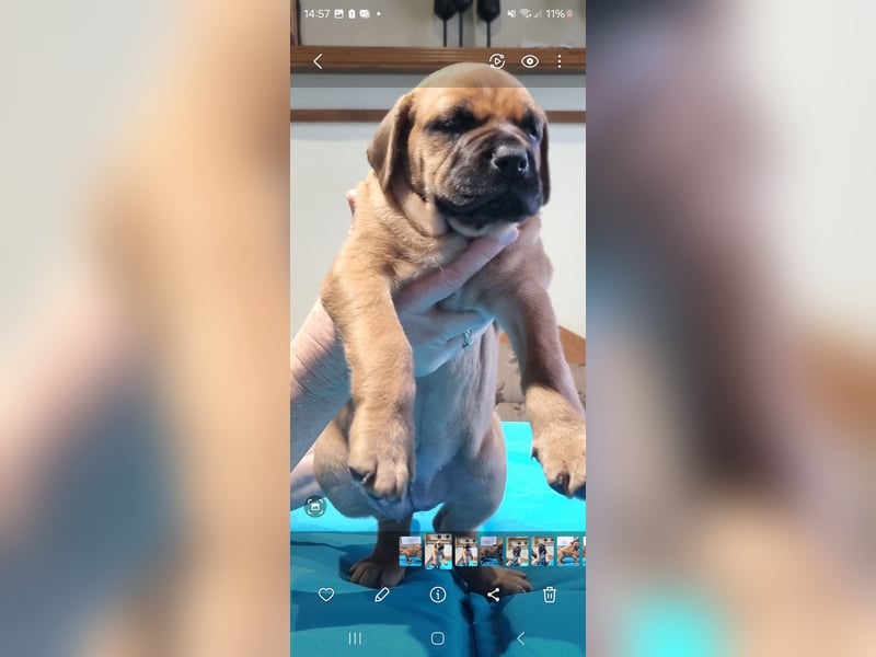 Boerboel mix Welpen