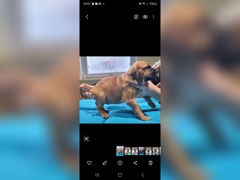 Boerboel mix Welpen