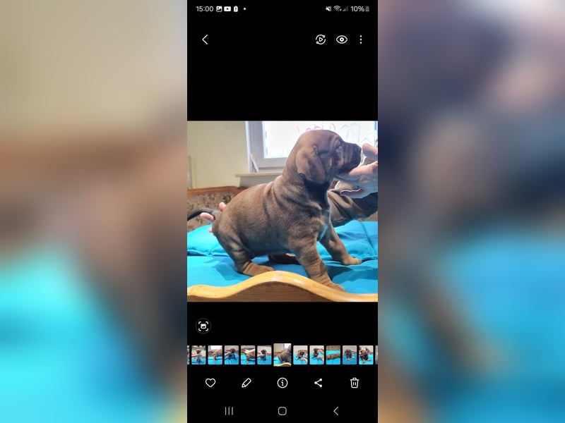 Boerboel mix Welpen