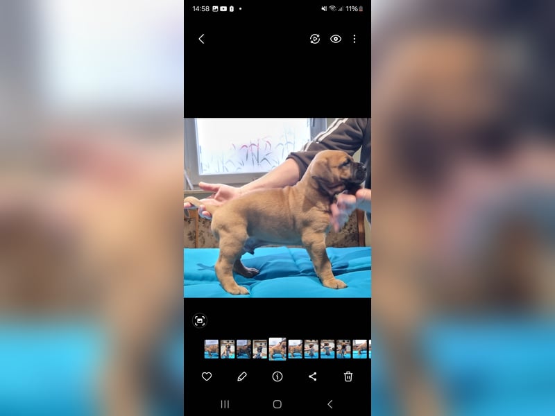 Boerboel mix Welpen