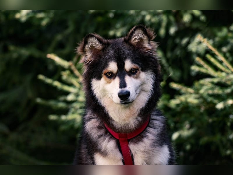 Ice, geb. 03/2022, Husky-Mix mit großem Herzen