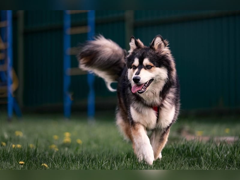 Ice, geb. 03/2022, Husky-Mix mit großem Herzen