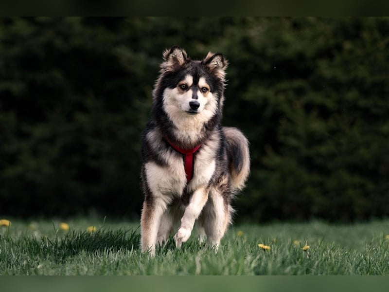 Ice, geb. 03/2022, Husky-Mix mit großem Herzen