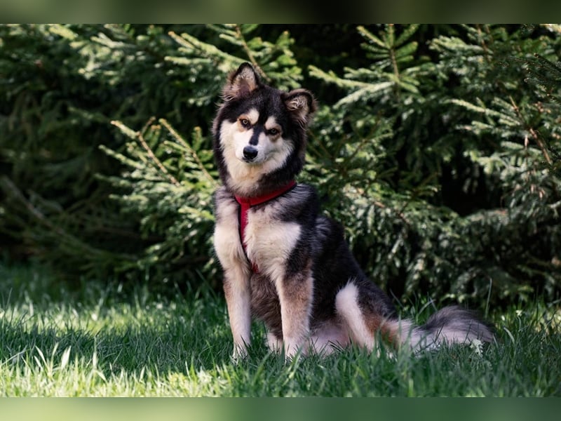 Ice, geb. 03/2022, Husky-Mix mit großem Herzen