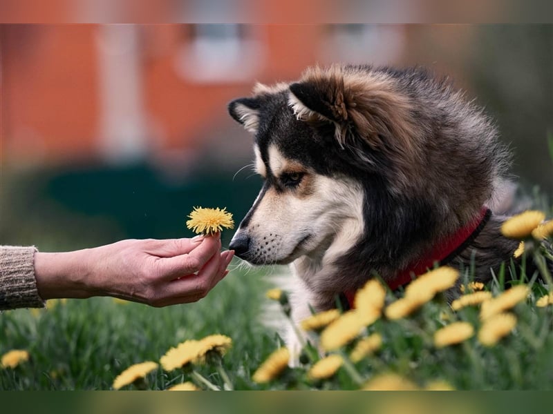 Ice, geb. 03/2022, Husky-Mix mit großem Herzen