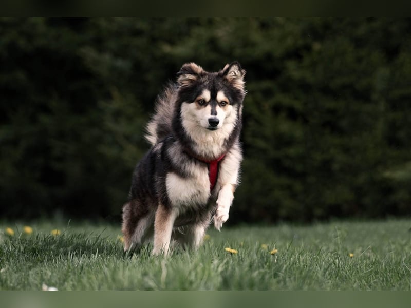 Ice, geb. 03/2022, Husky-Mix mit großem Herzen