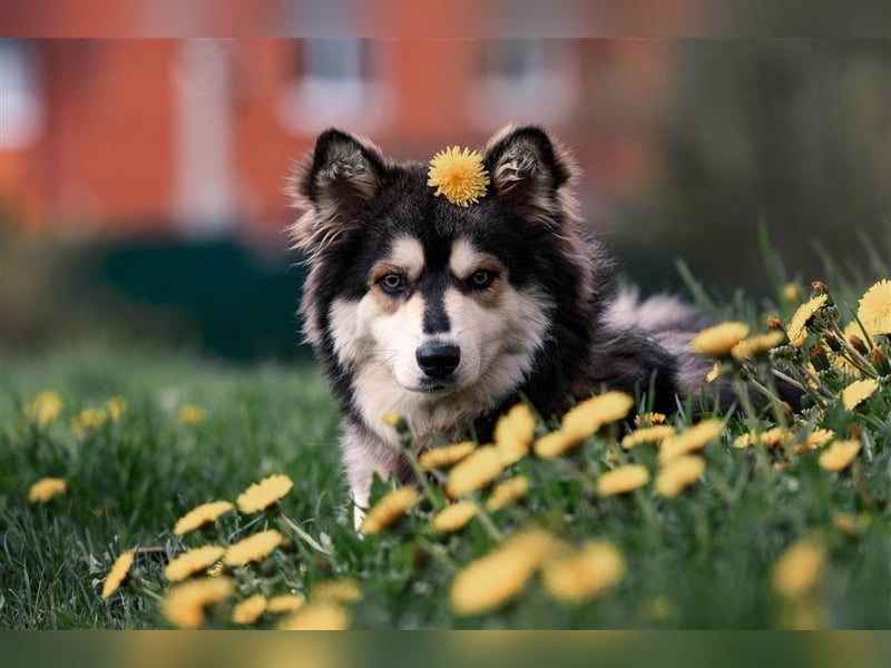 Ice, geb. 03/2022, Husky-Mix mit großem Herzen