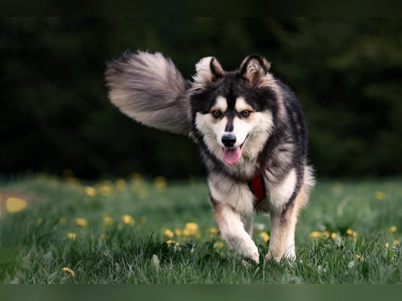 Ice, geb. 03/2022, Husky-Mix mit großem Herzen