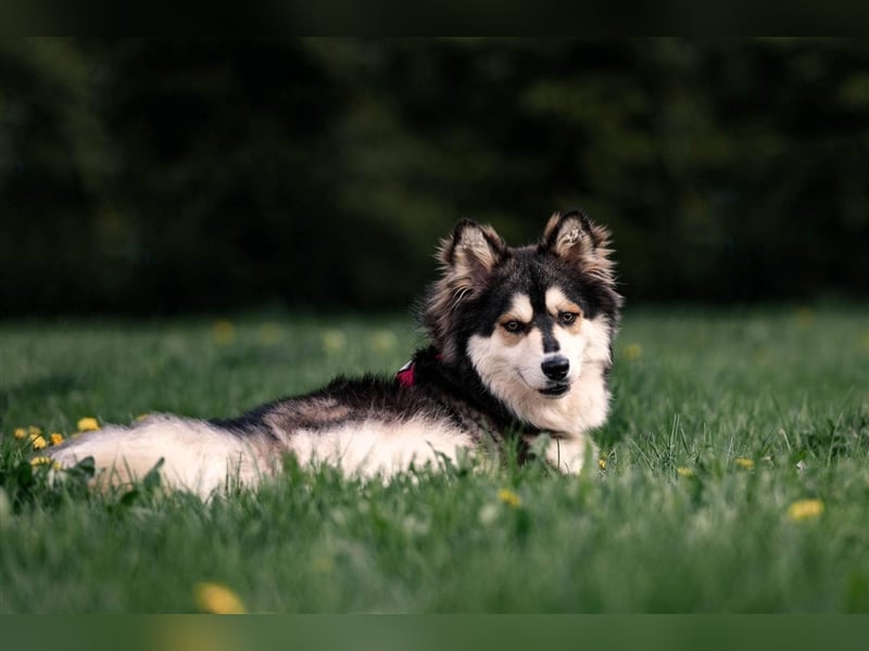 Ice, geb. 03/2022, Husky-Mix mit großem Herzen