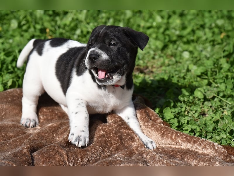 Shar-Pei x Labrador Mix Welpe Panco stellt sich vor......