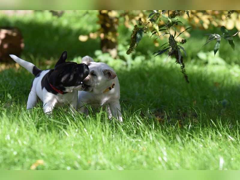 Shar-Pei x Labrador Mix Welpe Panco stellt sich vor......