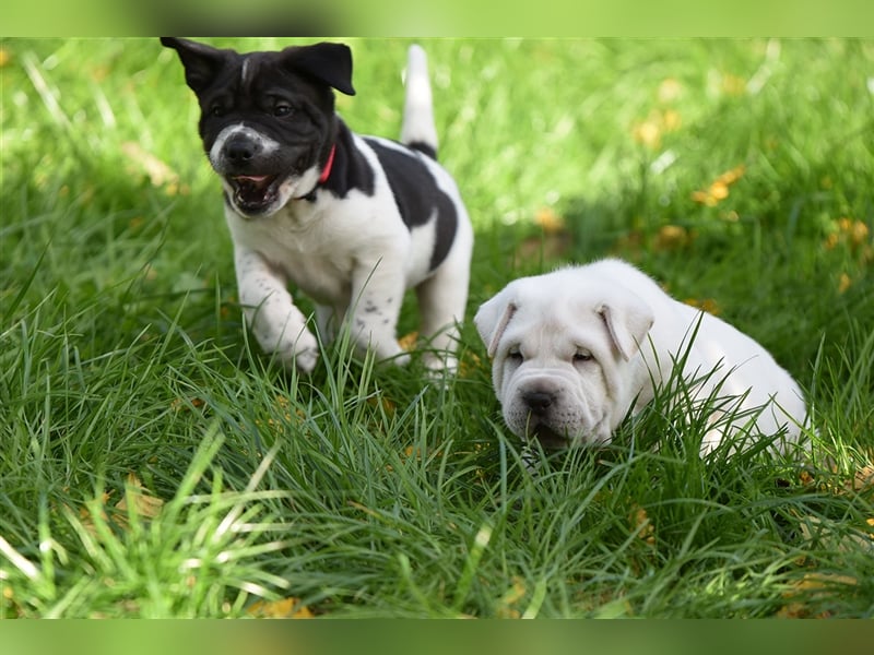 Shar-Pei x Labrador Mix Welpe Panco stellt sich vor......