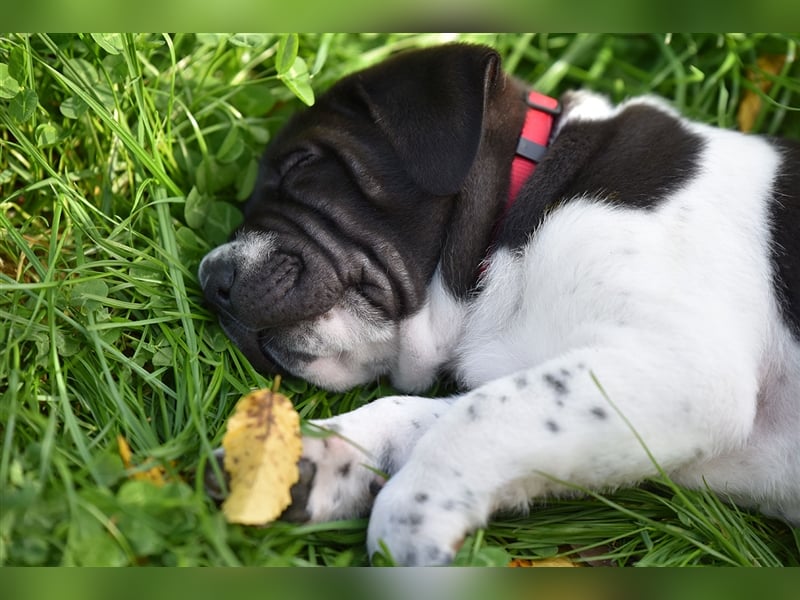 Shar-Pei x Labrador Mix Welpe Panco stellt sich vor......