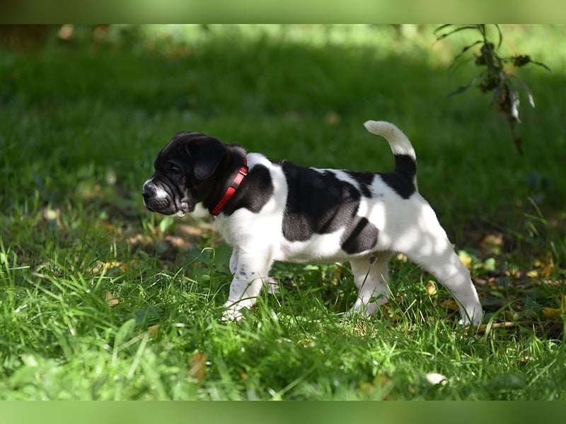 Shar-Pei x Labrador Mix Welpe Panco stellt sich vor......