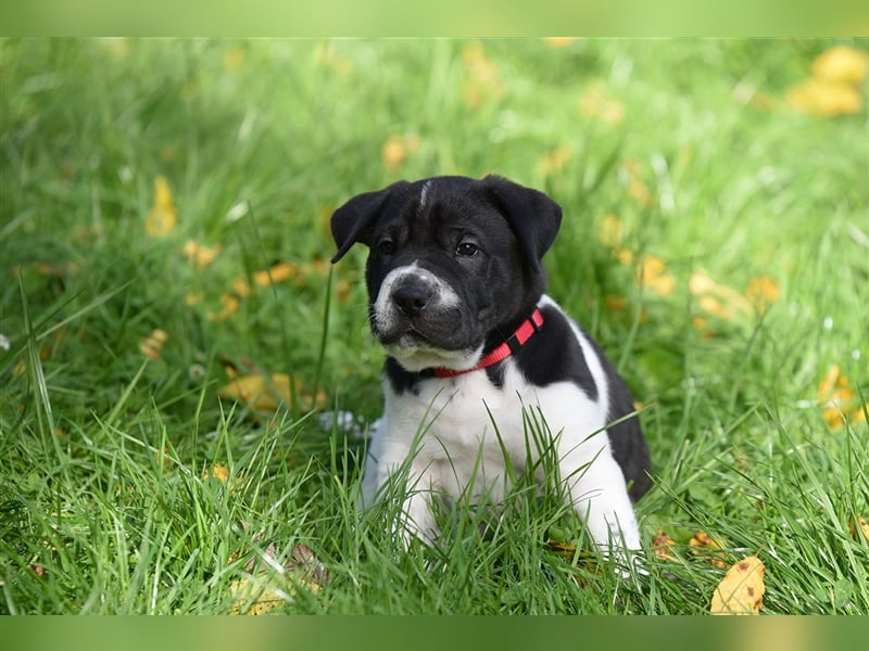 Shar-Pei x Labrador Mix Welpe Panco stellt sich vor......