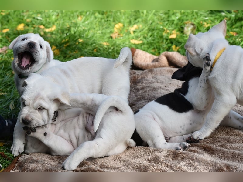 Shar-Pei x Labrador Mix Welpe Frenchy stellt sich vor......