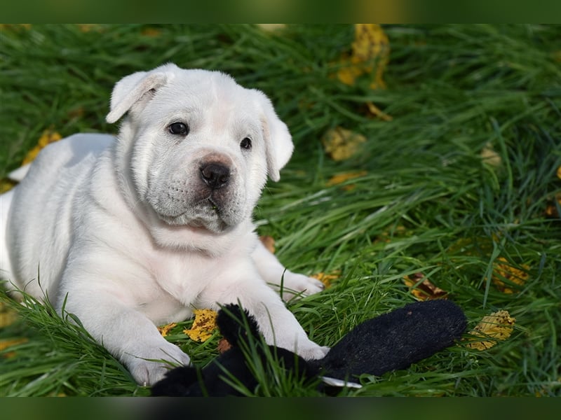 Shar-Pei x Labrador Mix Welpe Itchy stellt sich vor......