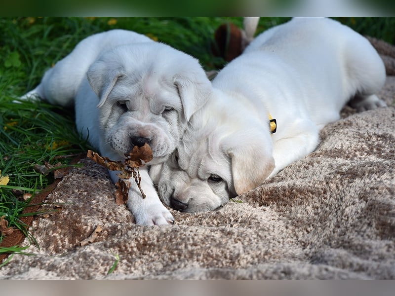 Shar-Pei x Labrador Mix Welpe Frenchy stellt sich vor......