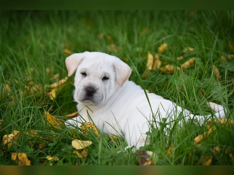 Shar-Pei x Labrador Mix Welpe Frenchy stellt sich vor......