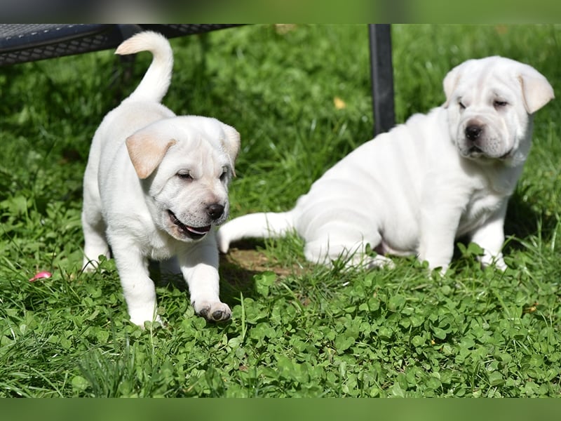 Shar-Pei x Labrador Mix Welpe Knut stellt sich vor......