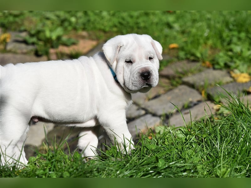 Shar-Pei x Labrador Mix Welpe Knut stellt sich vor......