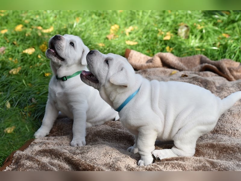 Shar-Pei x Labrador Mix Welpe Knut stellt sich vor......