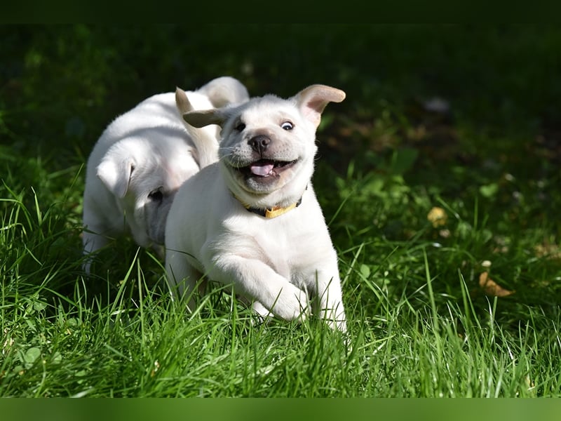 Shar-Pei x Labrador Mix Welpe Frenchy stellt sich vor......