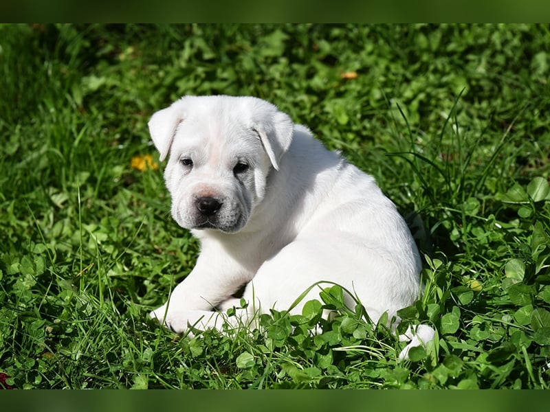 Shar-Pei x Labrador Mix Welpe Itchy stellt sich vor......