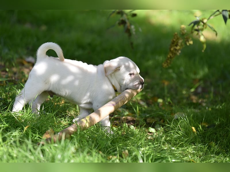 Shar-Pei x Labrador Mix Welpe Frenchy stellt sich vor......