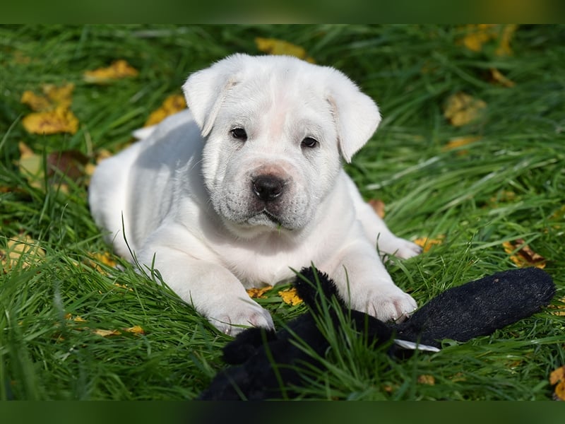 Shar-Pei x Labrador Mix Welpe Itchy stellt sich vor......