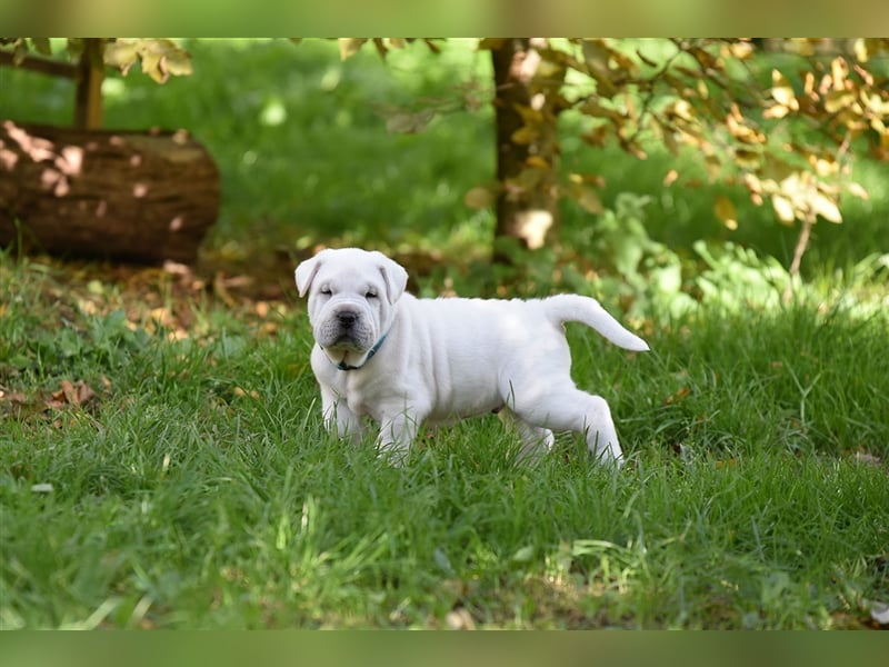 Shar-Pei x Labrador Mix Welpe Knut stellt sich vor......