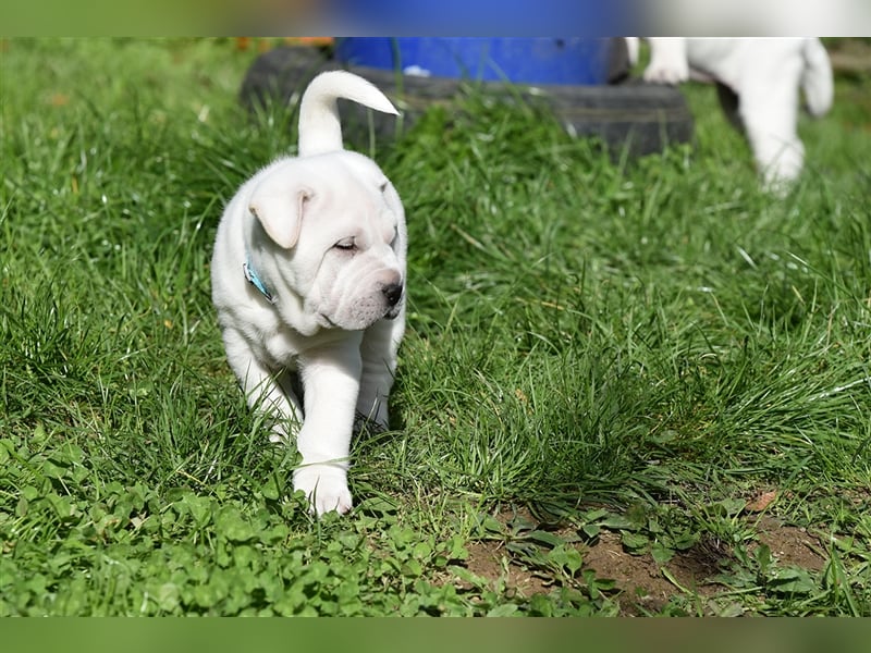 Shar-Pei x Labrador Mix Welpe Knut stellt sich vor......