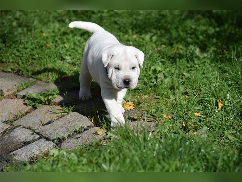 Shar-Pei x Labrador Mix Welpe Knut stellt sich vor......