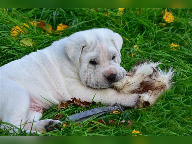 Shar-Pei x Labrador Mix Welpe Itchy stellt sich vor......