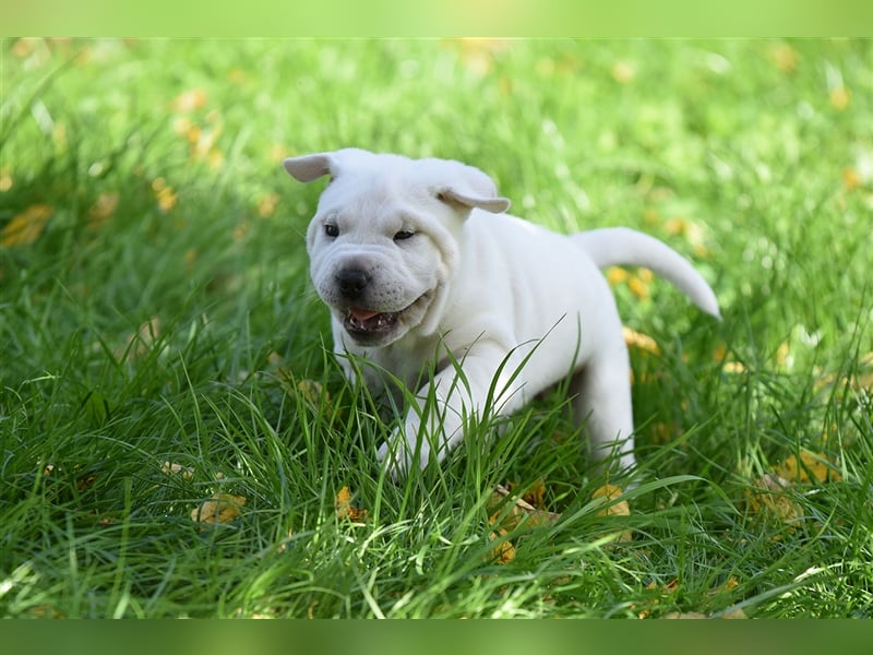 Shar-Pei x Labrador Mix Welpe Knut stellt sich vor......