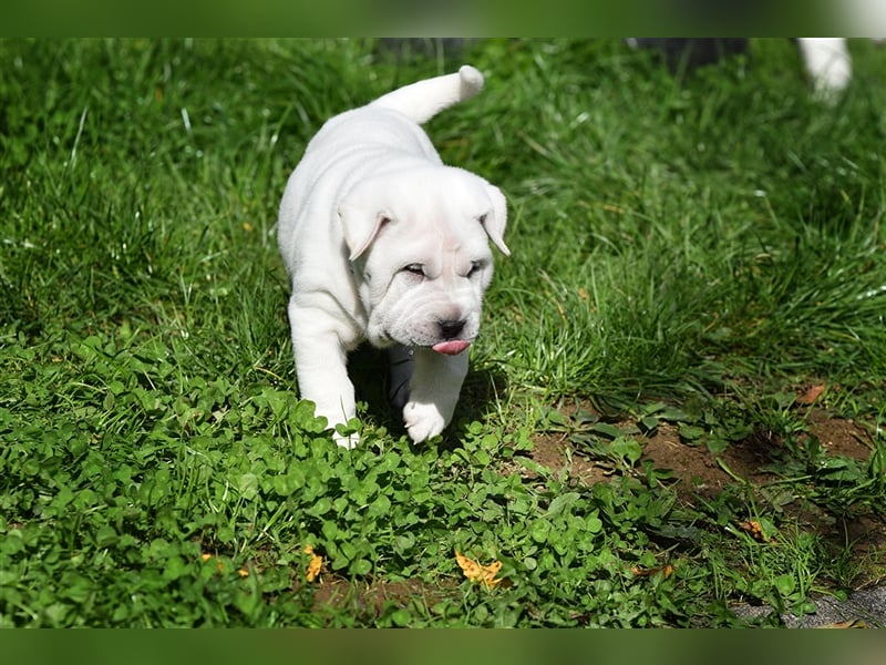 Shar-Pei x Labrador Mix Welpe Knut stellt sich vor......