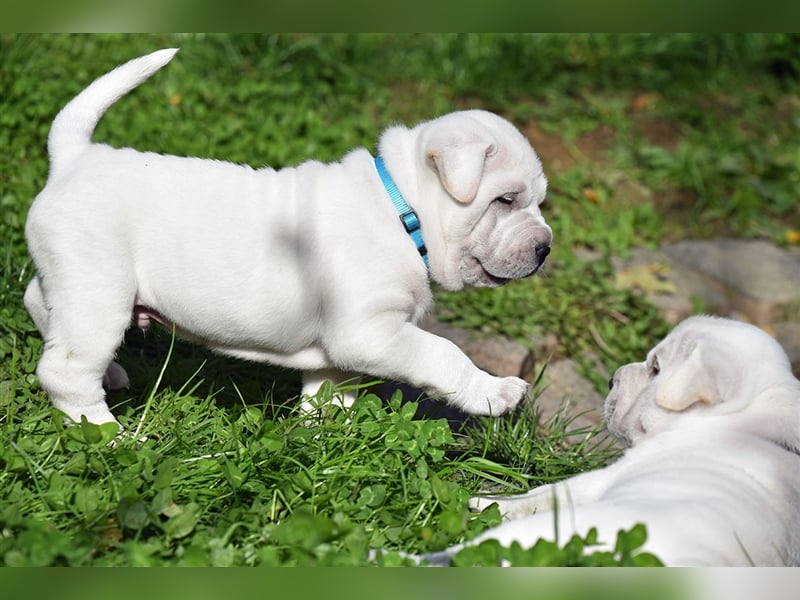 Shar-Pei x Labrador Mix Welpe Knut stellt sich vor......