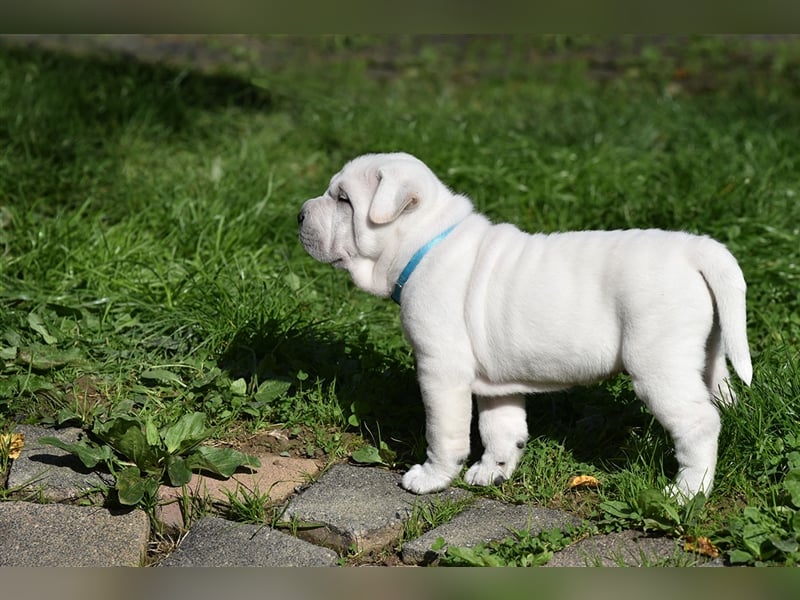 Shar-Pei x Labrador Mix Welpe Knut stellt sich vor......