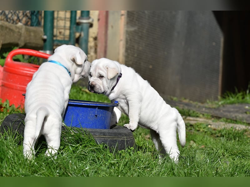 Shar-Pei x Labrador Mix Welpe Knut stellt sich vor......