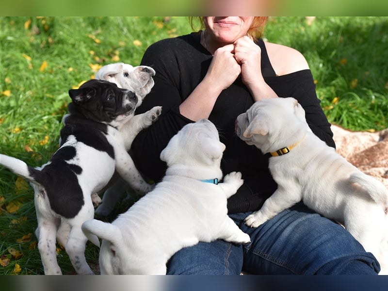 Shar-Pei x Labrador Mix Welpe Knut stellt sich vor......