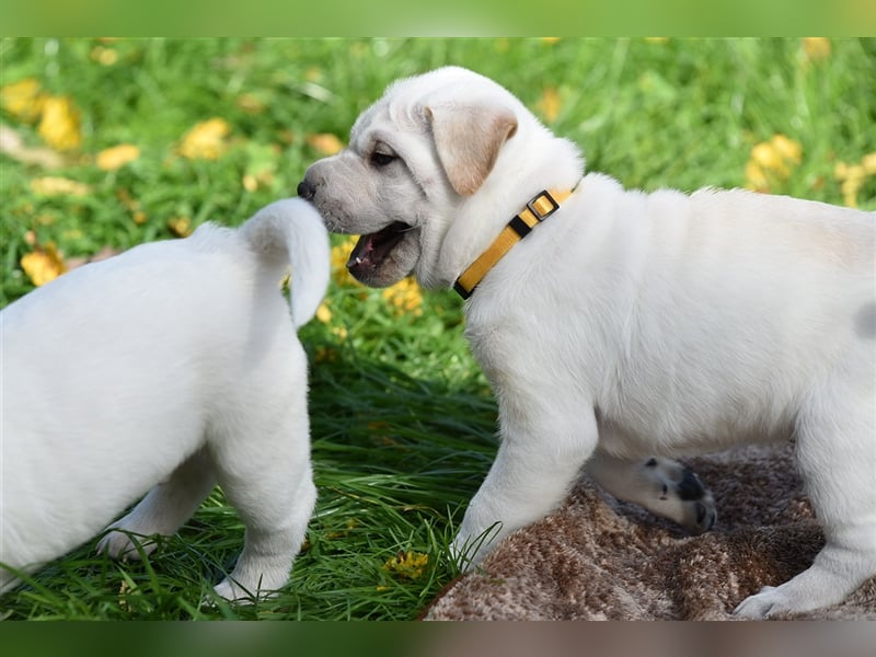 Shar-Pei x Labrador Mix Welpe Frenchy stellt sich vor......